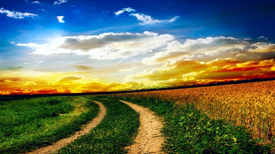 Beautiful Wheat Field in Ukraine and Wonderful Sunset