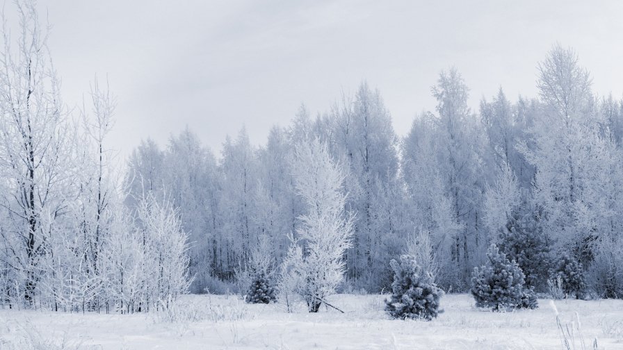 Beautiful Winter Forest and Field