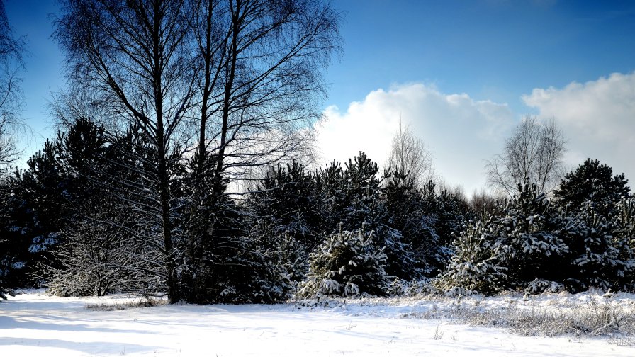 Beautiful Winter Forest and Nice Good Day