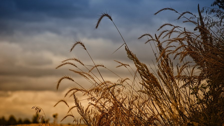 Beautiful Yellow Wheat in the Field