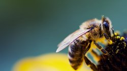 Bee Close Up