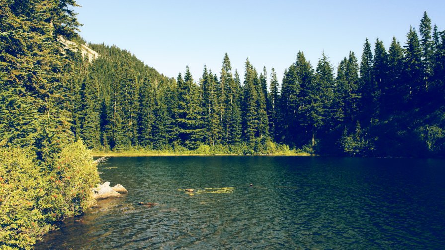 Big Lake in the Old Dense Forest