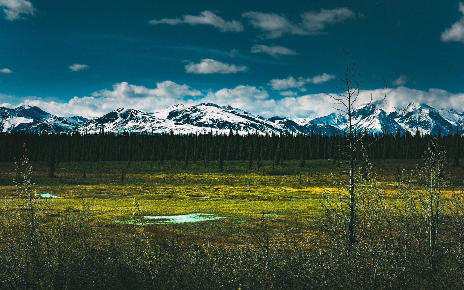Big Old Forest and Mountains in Denali National Park in Alaska