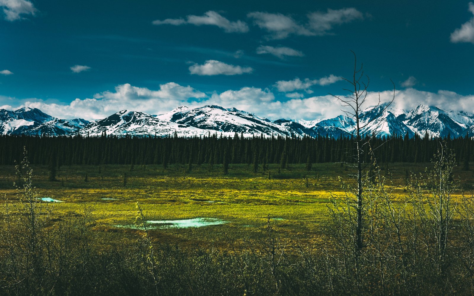 Big Old Forest and Mountains in Denali National Park in Alaska