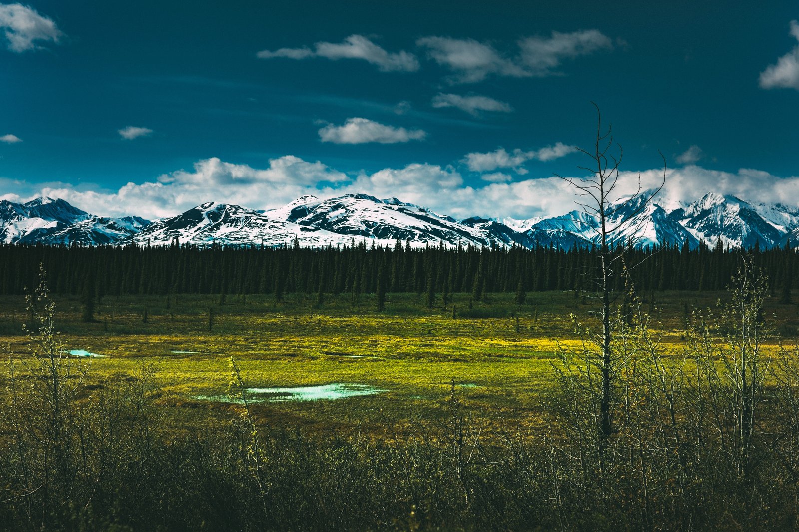 Big Old Forest and Mountains in Denali National Park in Alaska