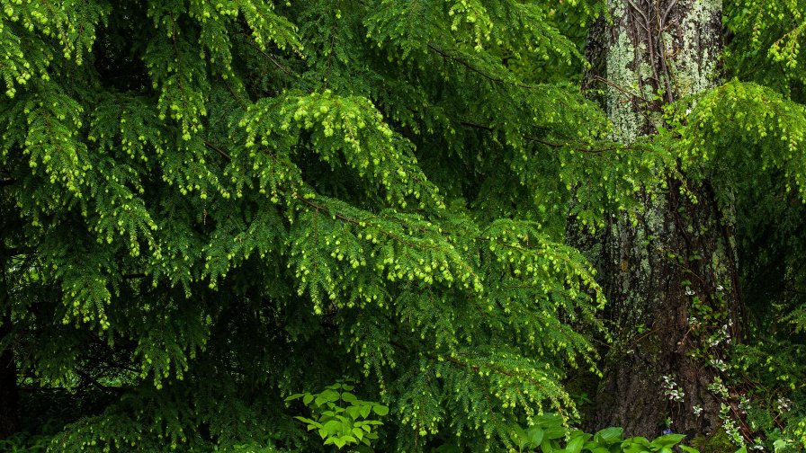 Big Old Spruce in the Forest