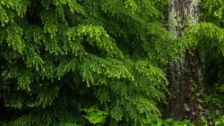 Big Old Spruce in the Forest