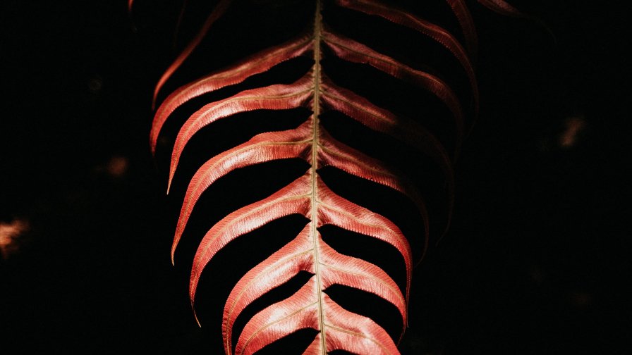 Big Red Leaf and Black Background