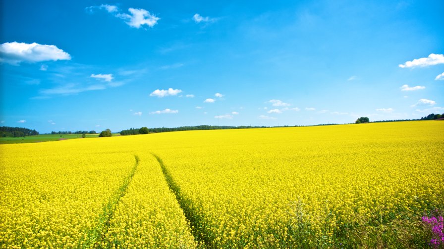 Big Yellow Field and Clear Sky