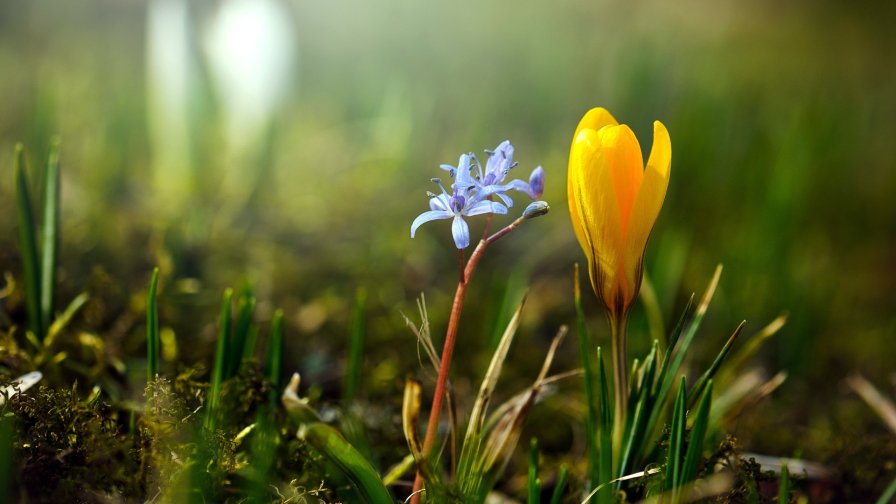 Blue and Yellow Snowdrops