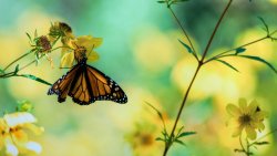 Butterfly and Yellow Flowers