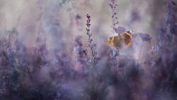 Butterfly on Purple Flowers