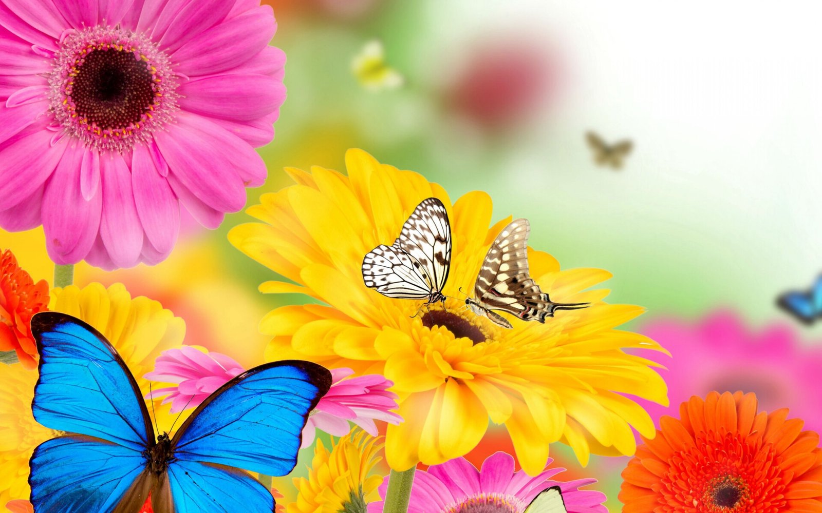 Butterfly on the Colored Flowers