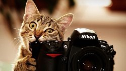 Cat and Camera Funny Friends