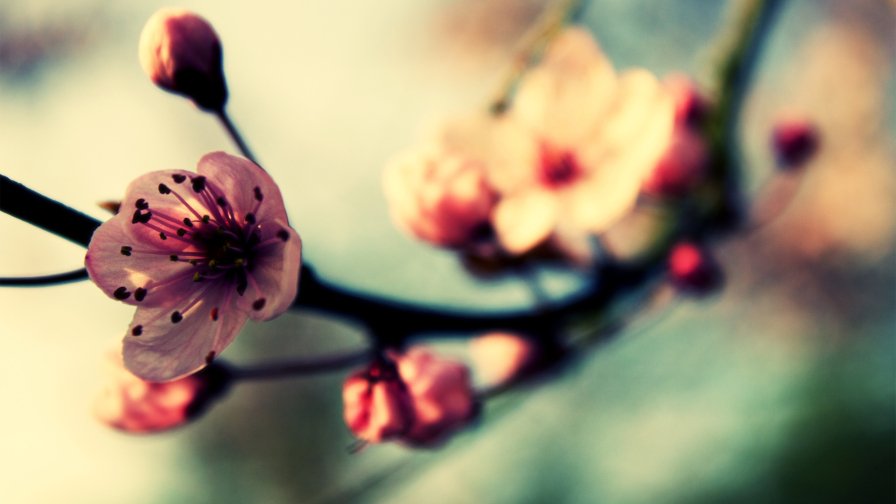 Cherry Blossoms