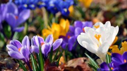 Colored Snowdrops Macro