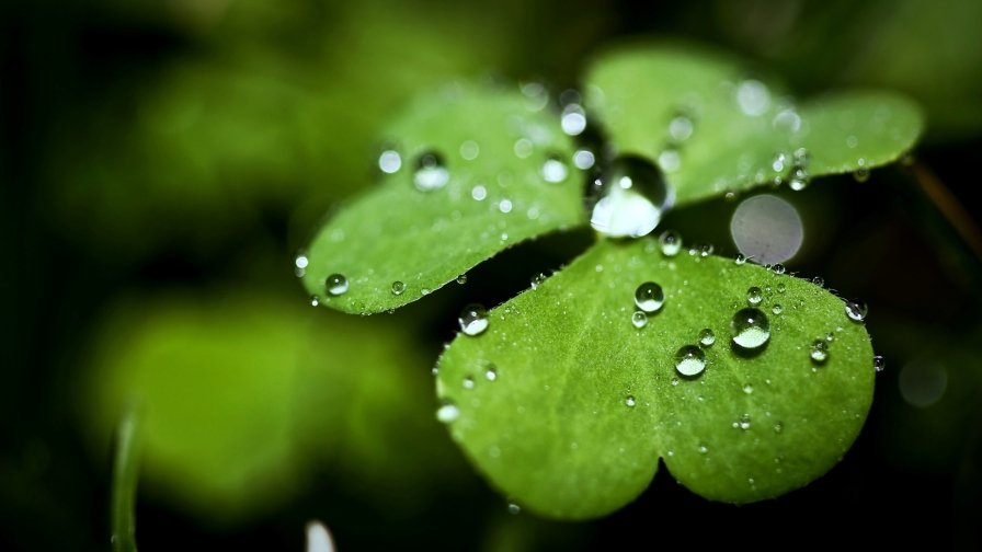 Dew Drops on the Green Leaf