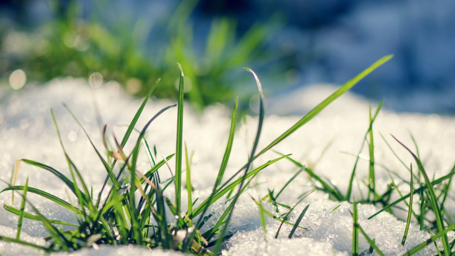 Early Green Grass under the Snow on Spring Glade