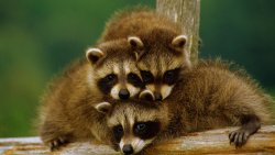 Family of Raccoons Funny Animals