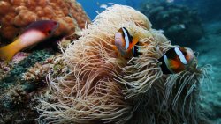 Fish Underwater Aquarium