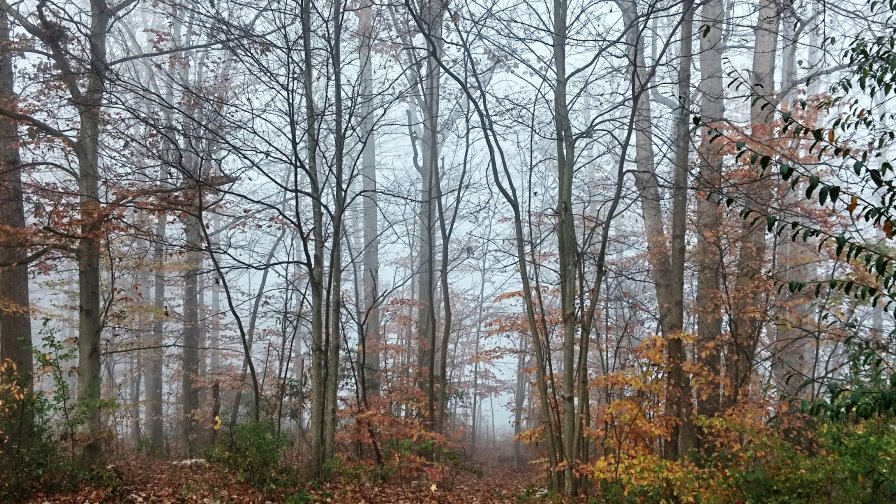 Fog in the Autumn Forest