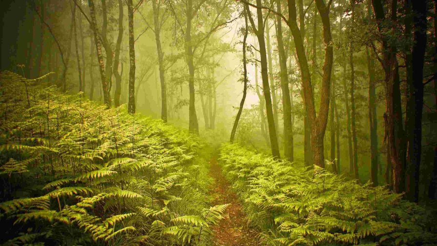 Fog in the Forest with Fern