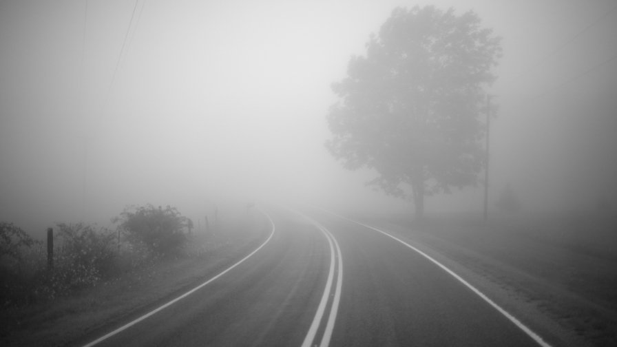 Forest Road and Fog