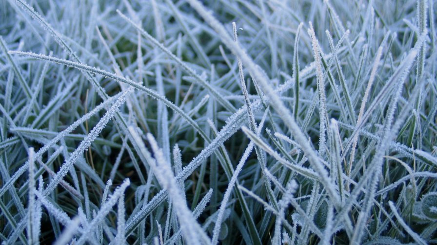 Frost Macro Grass Amazing Photo