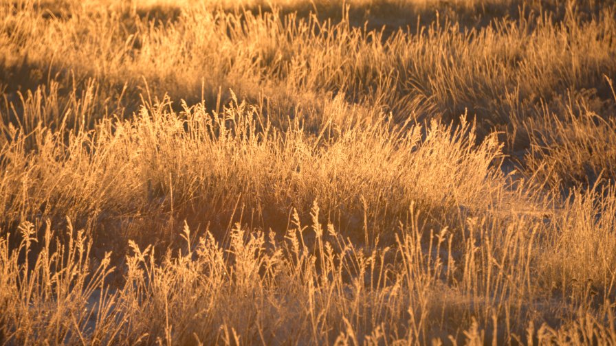 Frost on the Grass and Snow in the Winter Field