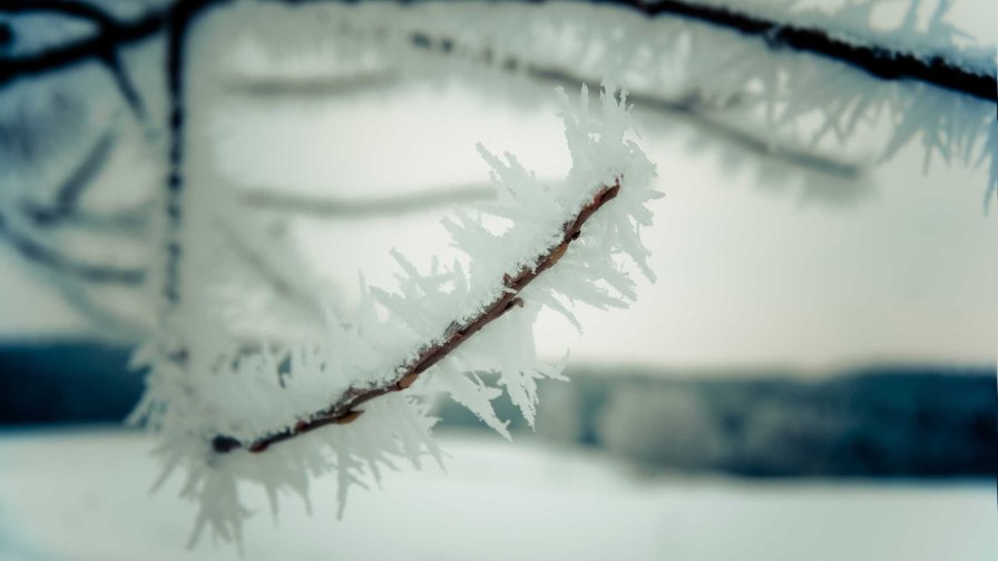 Frost on the Trees in the Winter Forest
