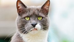 Funny Cat Looking for You