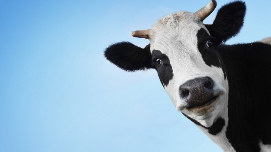 Funny Cow Face and Clear Sky