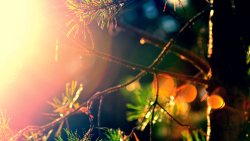 Good Roots and Branch