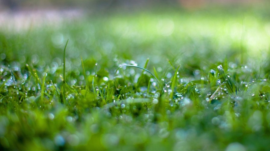 Grass Surface Wet