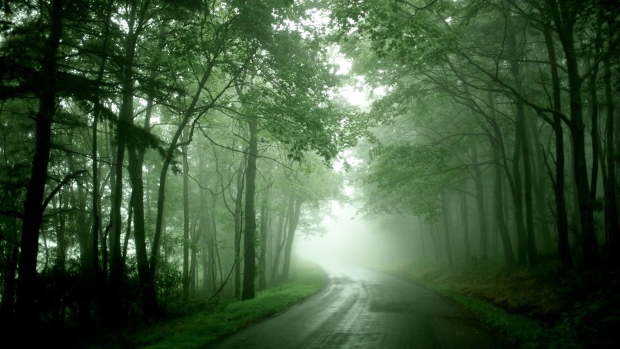 Green Forest Road and Fog