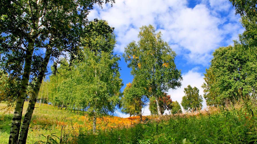 Green Forest and High Grass