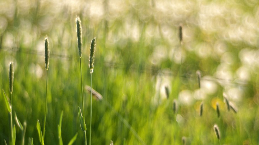 Green Grass Close Up in the Field