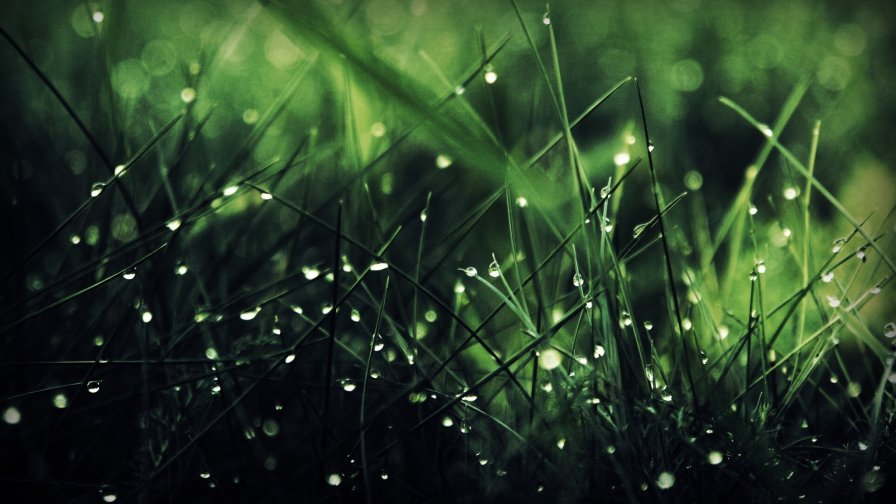 Green Grass and Macro Dew