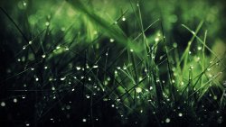 Green Grass and Macro Dew