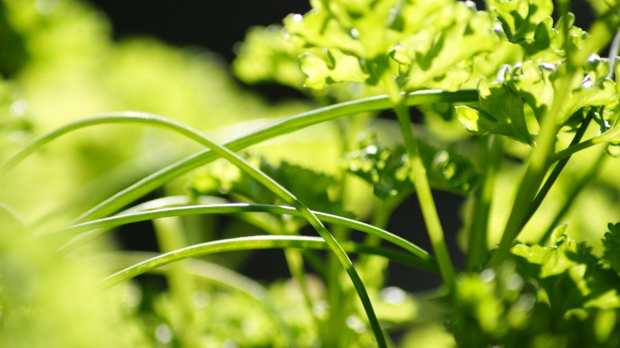 Green Grass and Sunlight Close Up