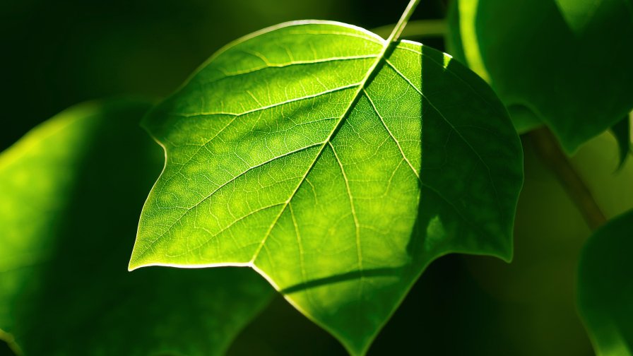 Green Leaf