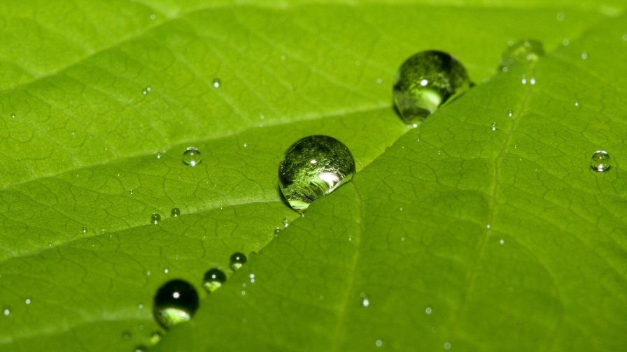 Green Leaf and Water Drops