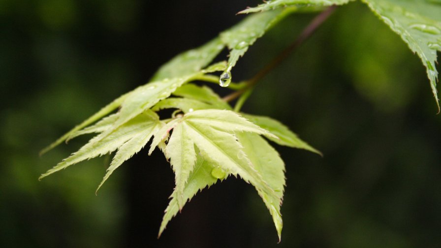 Green Leaves Close Up and Water Drops