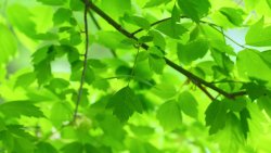 Green Leaves and Branches