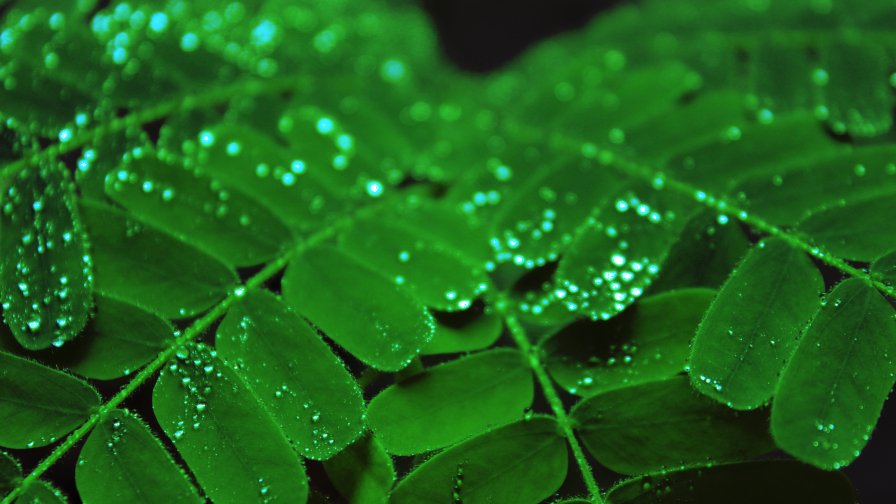 Green Leaves with Water Drops