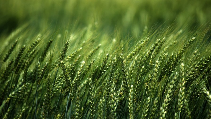 Green Wheat in the Field