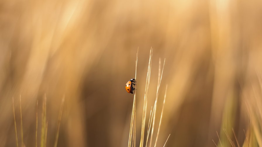 Ladybird on the Yellow Grass