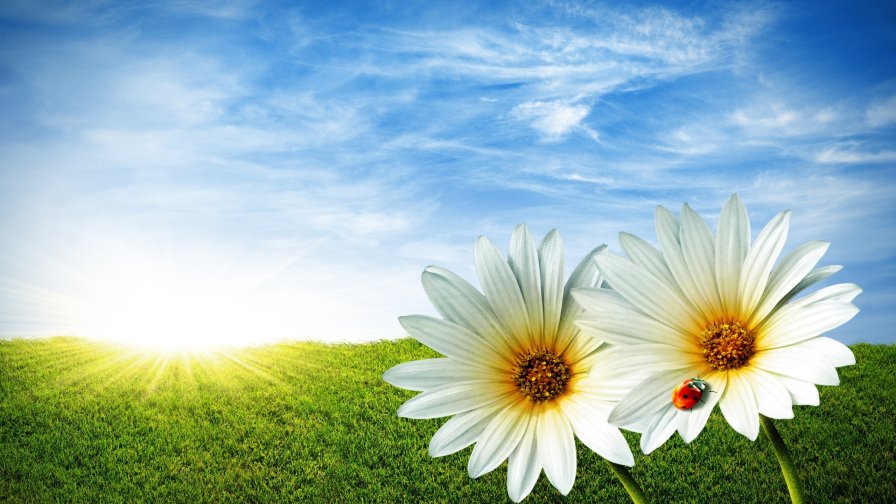 Ladybug Daisy Sky Green Field