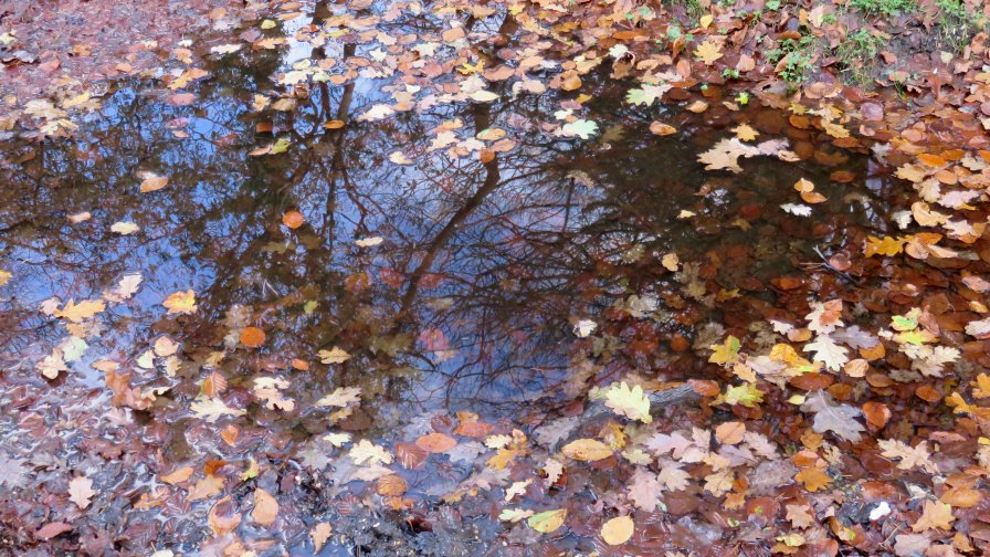 Leaves on The Puddle in Autumn Park