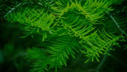 Little Green Leaves on the Fir